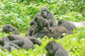 Bwindi Impenetrable Forest