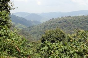 Bwindi Impenetrable Forest