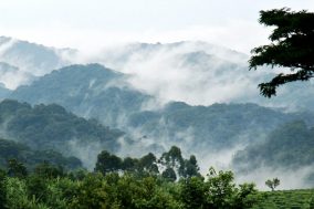 Bwindi Impenetrable Forest