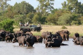 Timbavati Private Nature Reserve