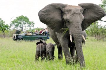 Sabi Sand Private Game Reserve