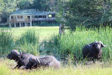 Nottens Bush Camp