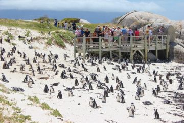 Boulders Beach Penguins