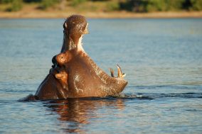 Chobe River Cruise