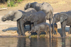 Elephant Valley Lodge